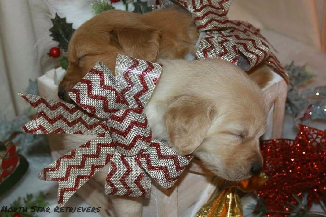 Quality Golden Retriever Puppies breeder image 39