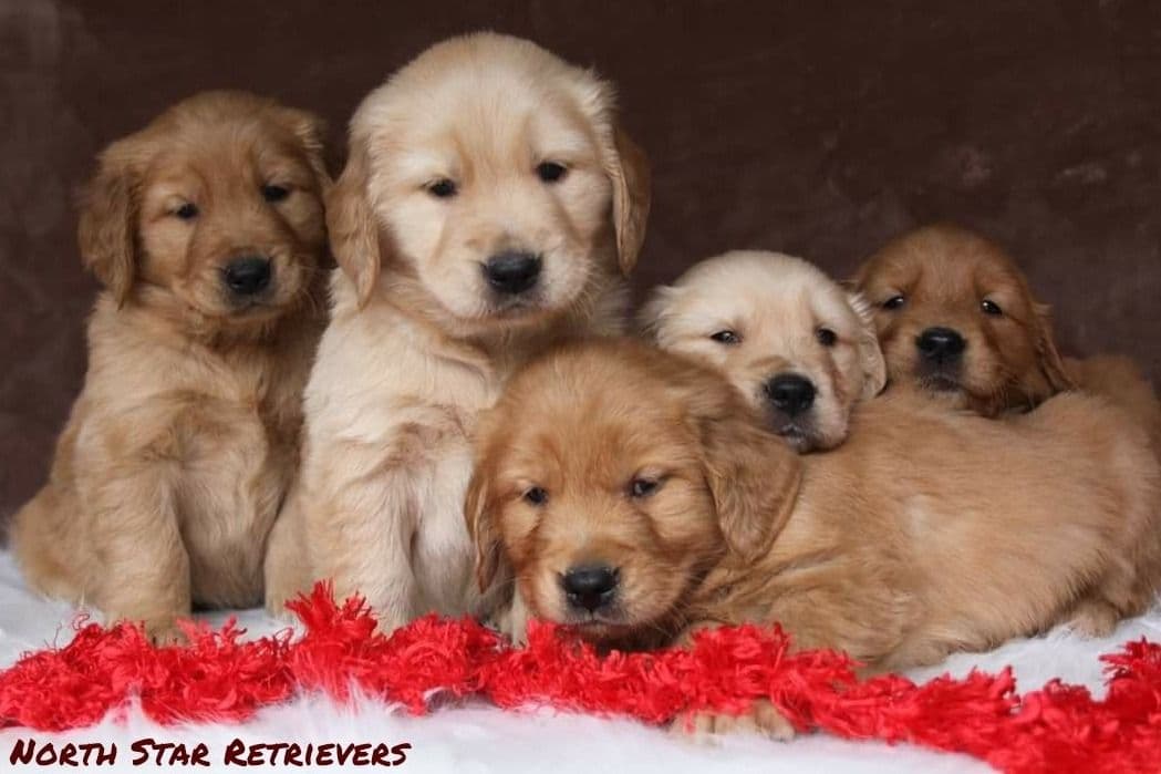 Quality Golden Retriever Puppies breeder image 8
