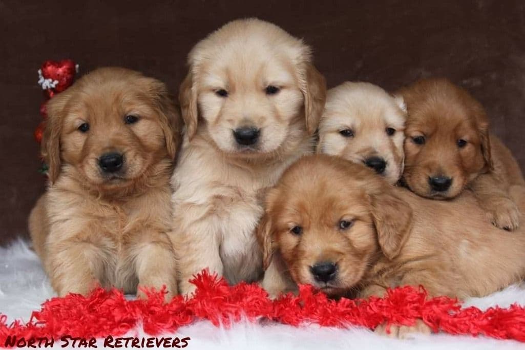 Quality Golden Retriever Puppies breeder image 35