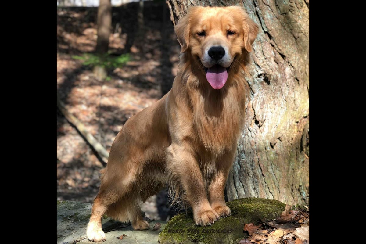 Quality Golden Retriever Puppies breeder image 22