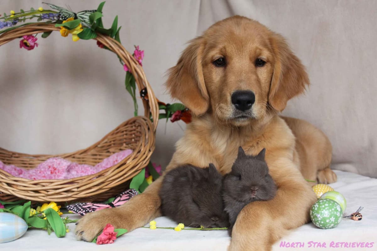 Quality Golden Retriever Puppies breeder image 17
