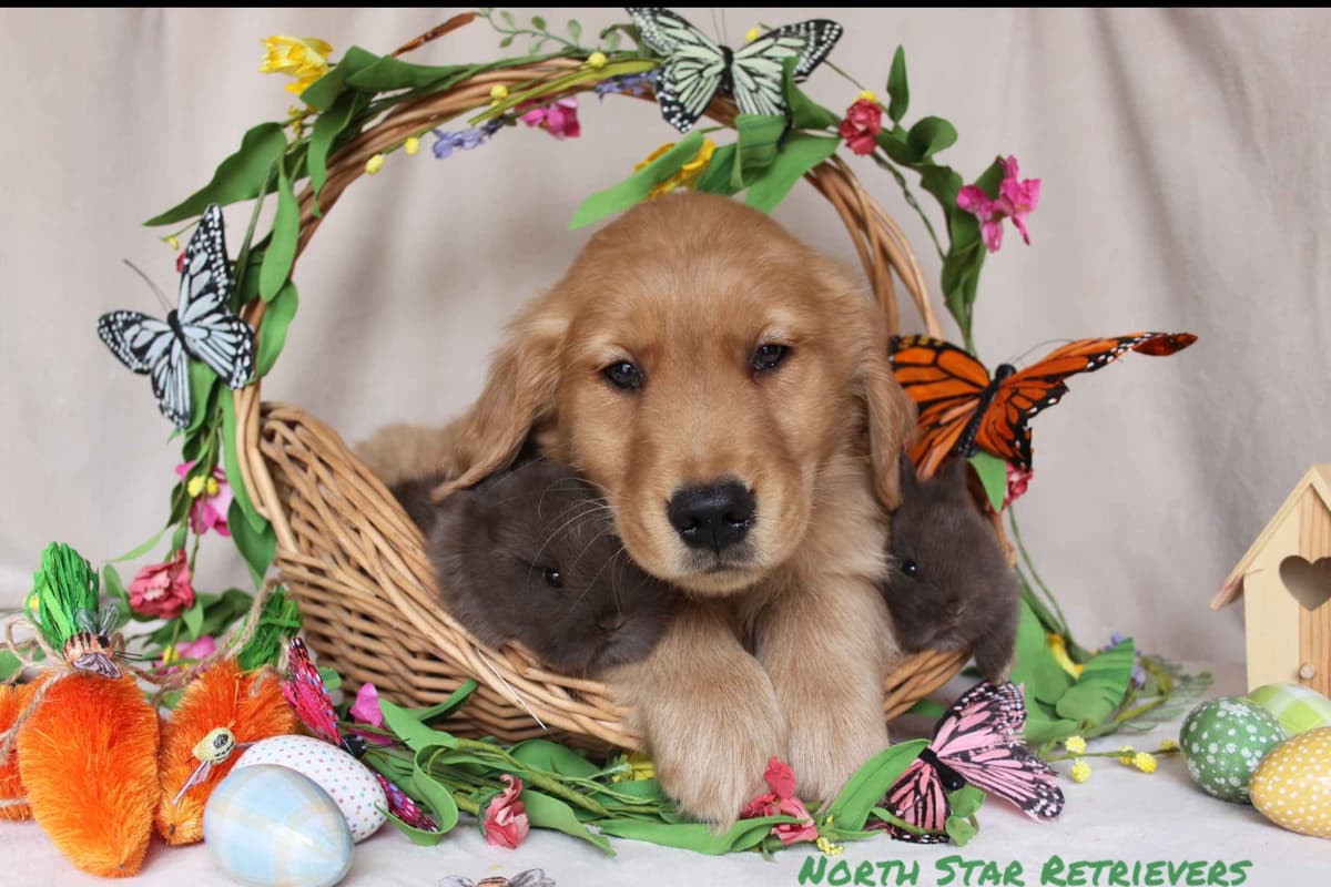 Quality Golden Retriever Puppies breeder image 16