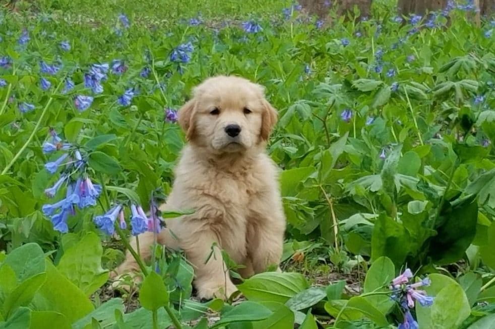Quality Golden Retriever Puppies breeder image 42