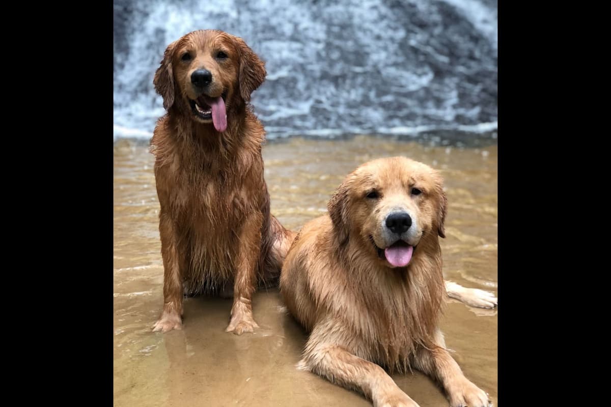 Quality Golden Retriever Puppies breeder image 43