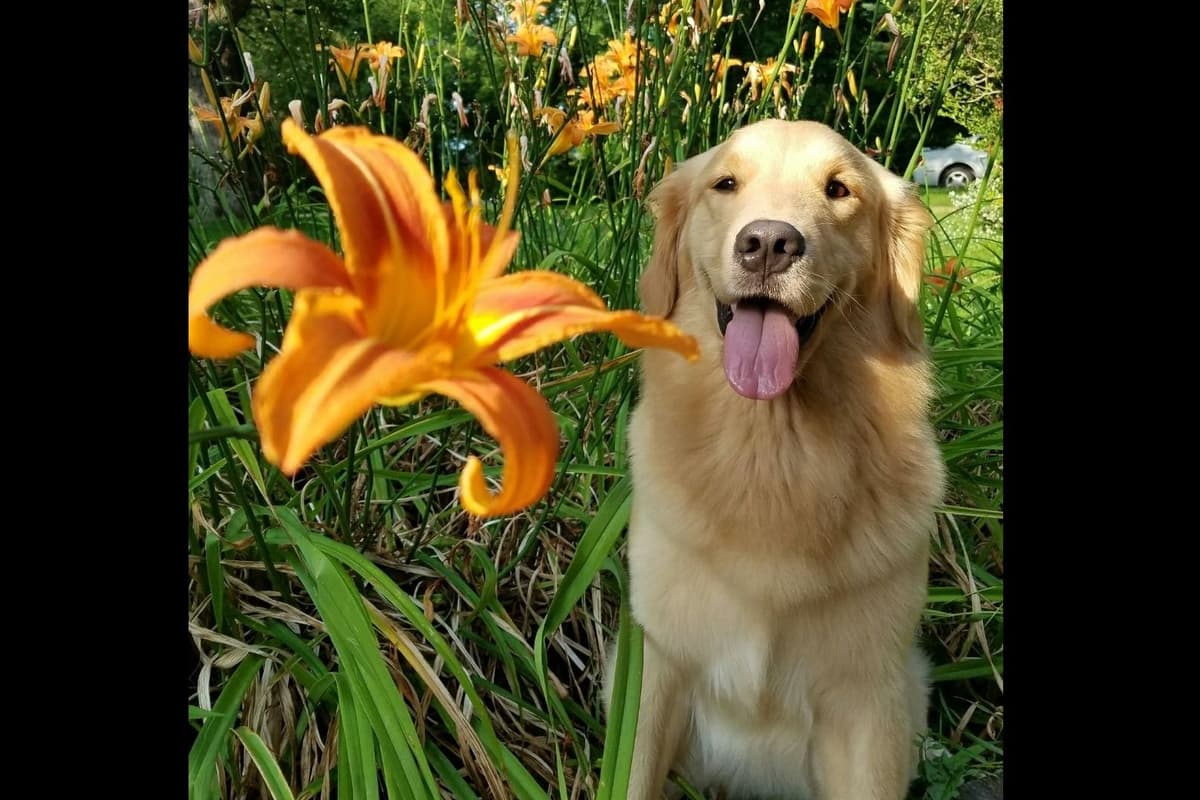 Quality Golden Retriever Puppies breeder image 44