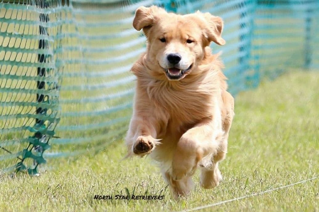 Quality Golden Retriever Puppies breeder image 33
