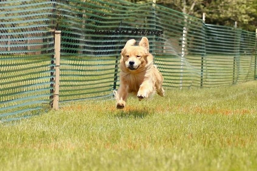 Quality Golden Retriever Puppies breeder image 34