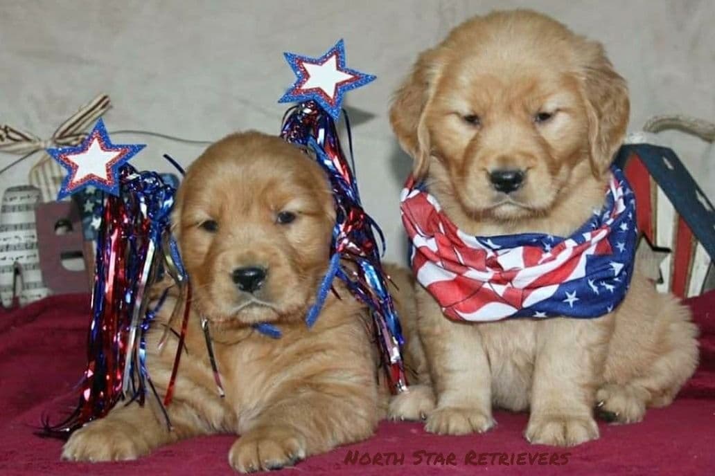 Quality Golden Retriever Puppies breeder image 18