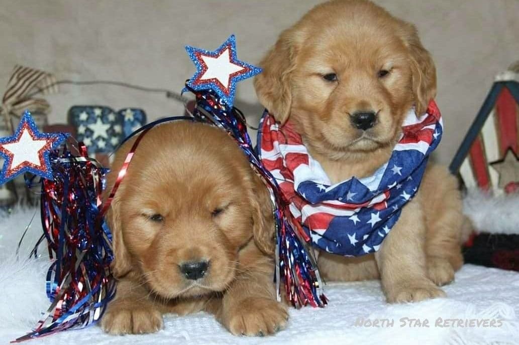 Quality Golden Retriever Puppies breeder image 7