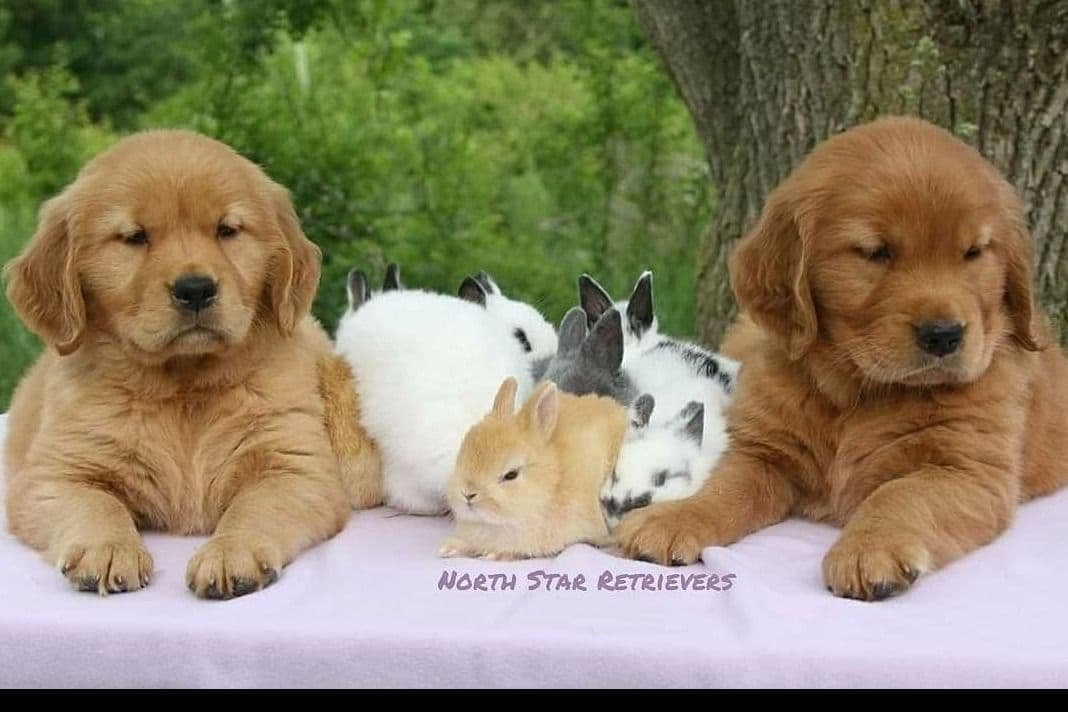 Quality Golden Retriever Puppies breeder image 6