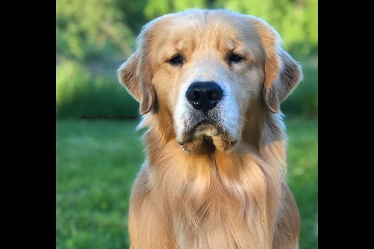 Quality Golden Retriever Puppies breeder image 45