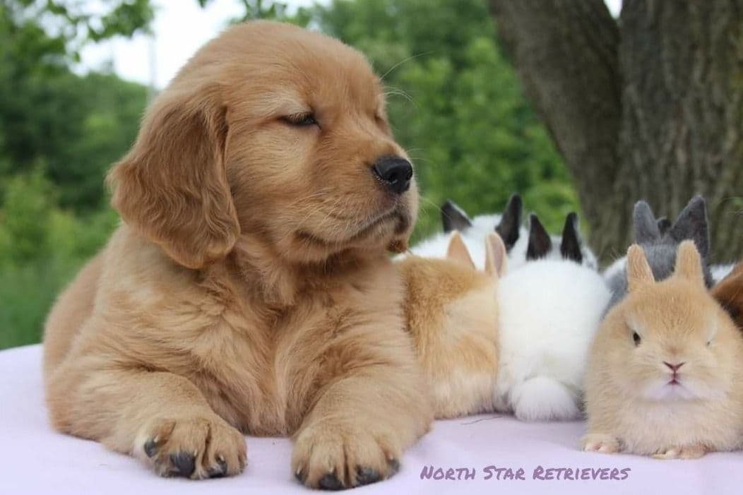 Quality Golden Retriever Puppies breeder image 5