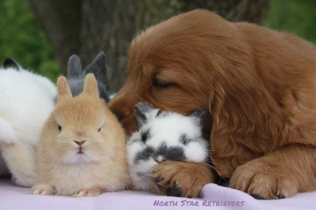 Quality Golden Retriever Puppies breeder image 46