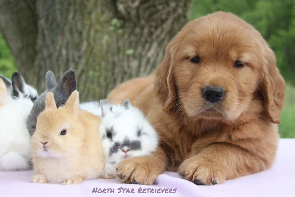 Quality Golden Retriever Puppies breeder image 47