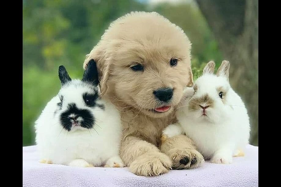 Quality Golden Retriever Puppies breeder image 2