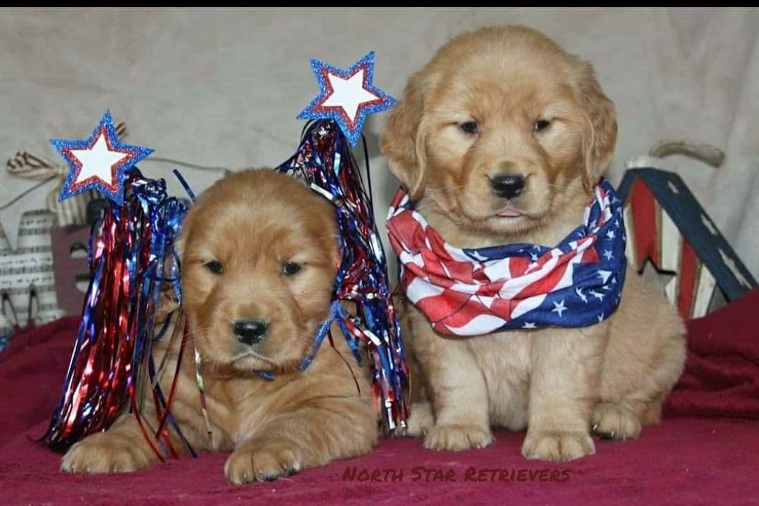 Quality Golden Retriever Puppies breeder image 50