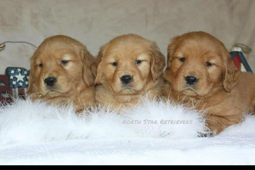 Quality Golden Retriever Puppies breeder image 51