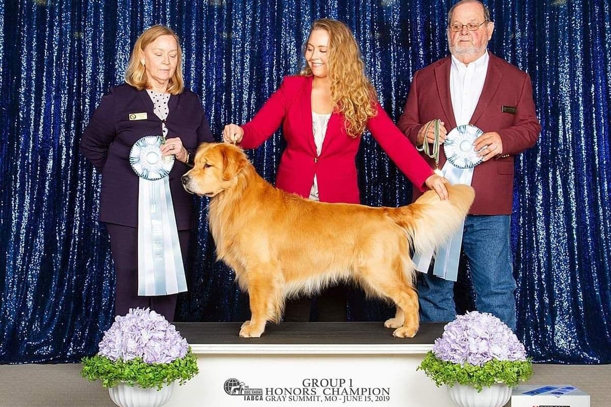 Quality Golden Retriever Puppies breeder image 4