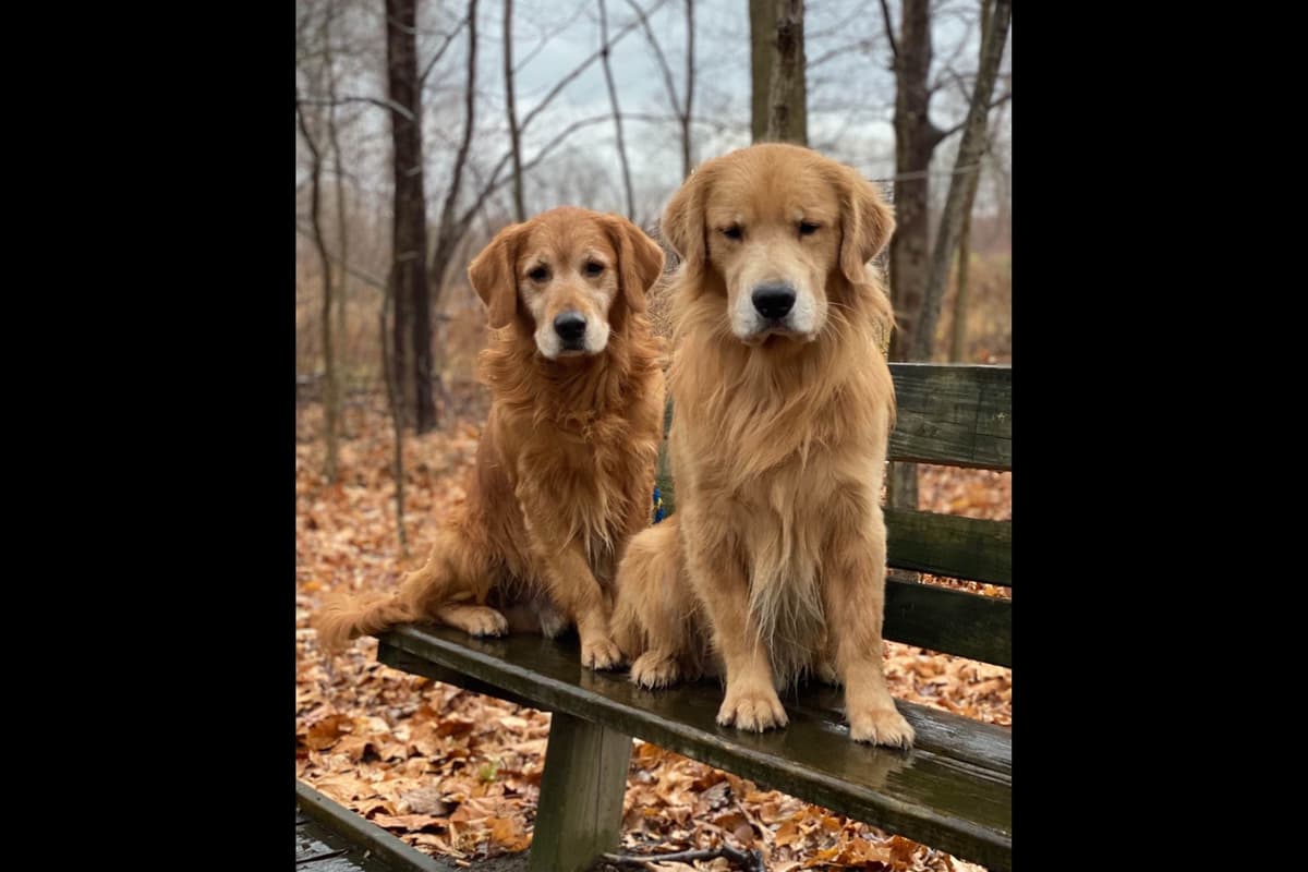 Quality Golden Retriever Puppies breeder image 54