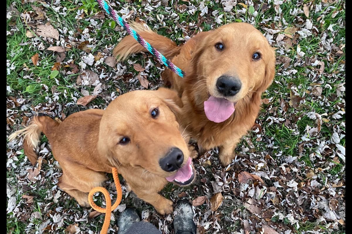 Quality Golden Retriever Puppies breeder image 55