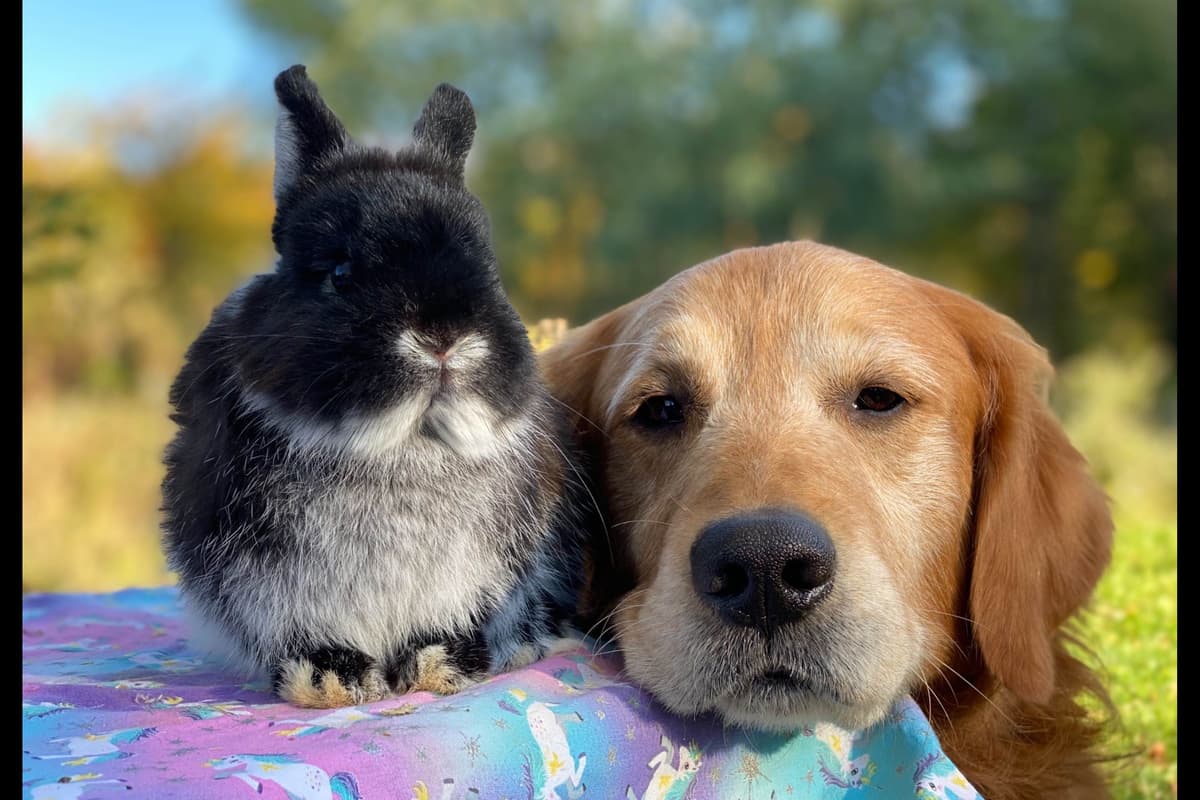 Quality Golden Retriever Puppies breeder image 56