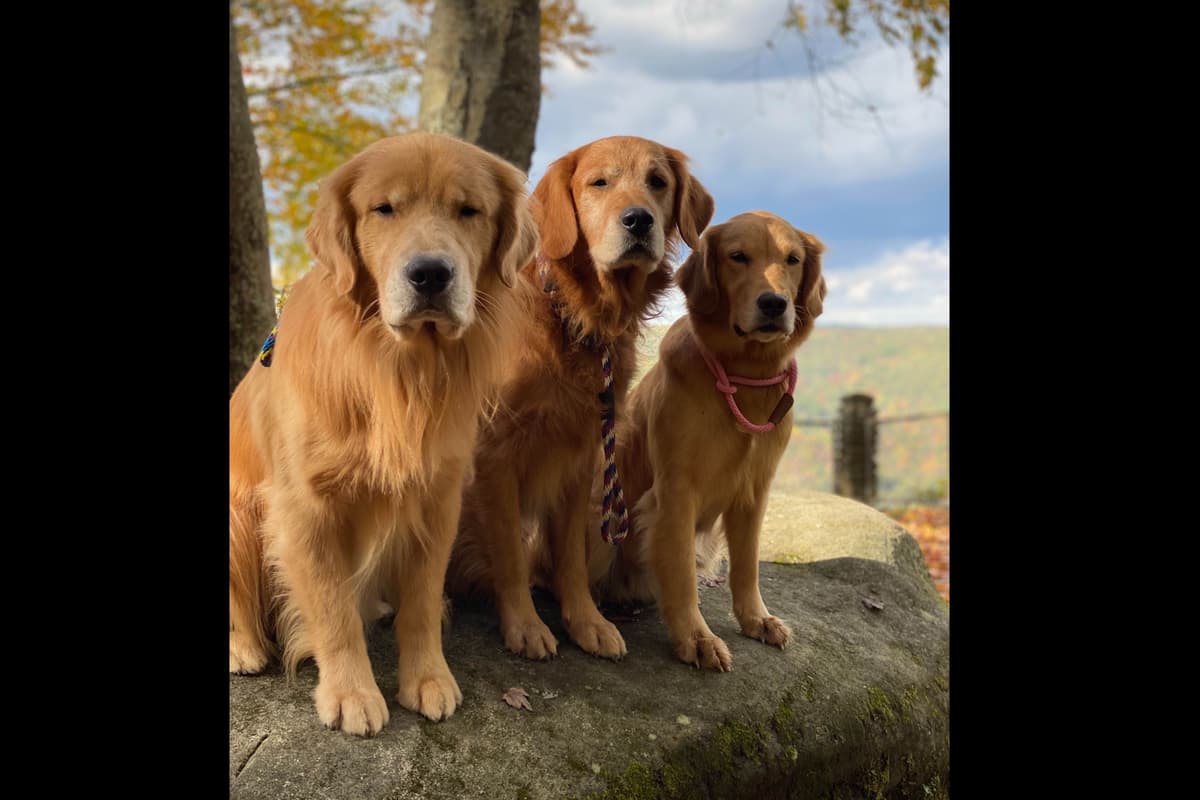 Quality Golden Retriever Puppies breeder image 57