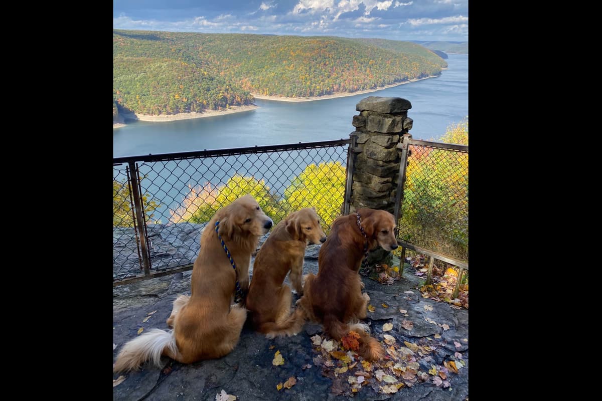 Quality Golden Retriever Puppies breeder image 58