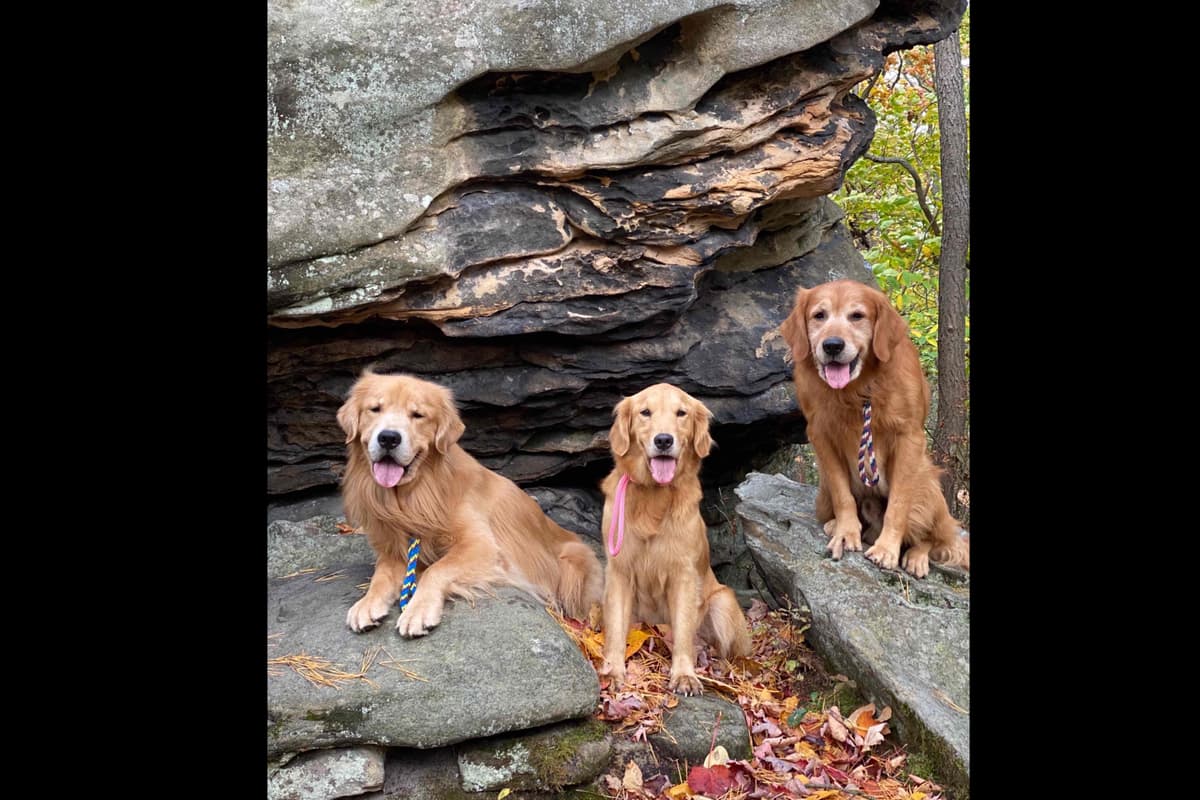 Quality Golden Retriever Puppies breeder image 3