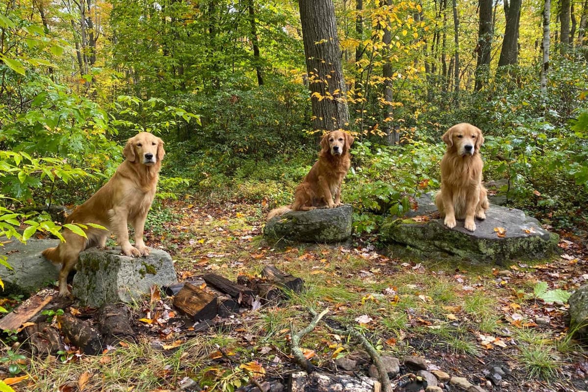 Quality Golden Retriever Puppies breeder image 59