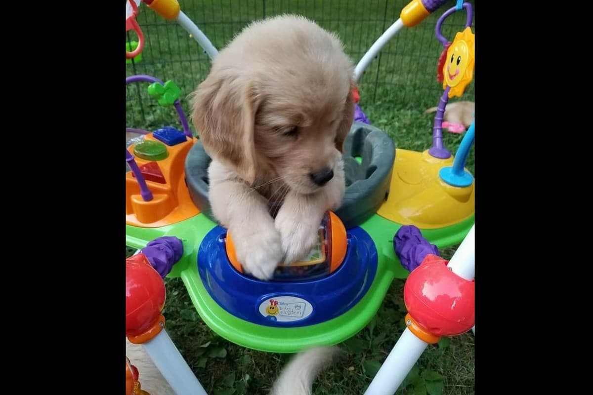 Quality Golden Retriever Puppies breeder image 60