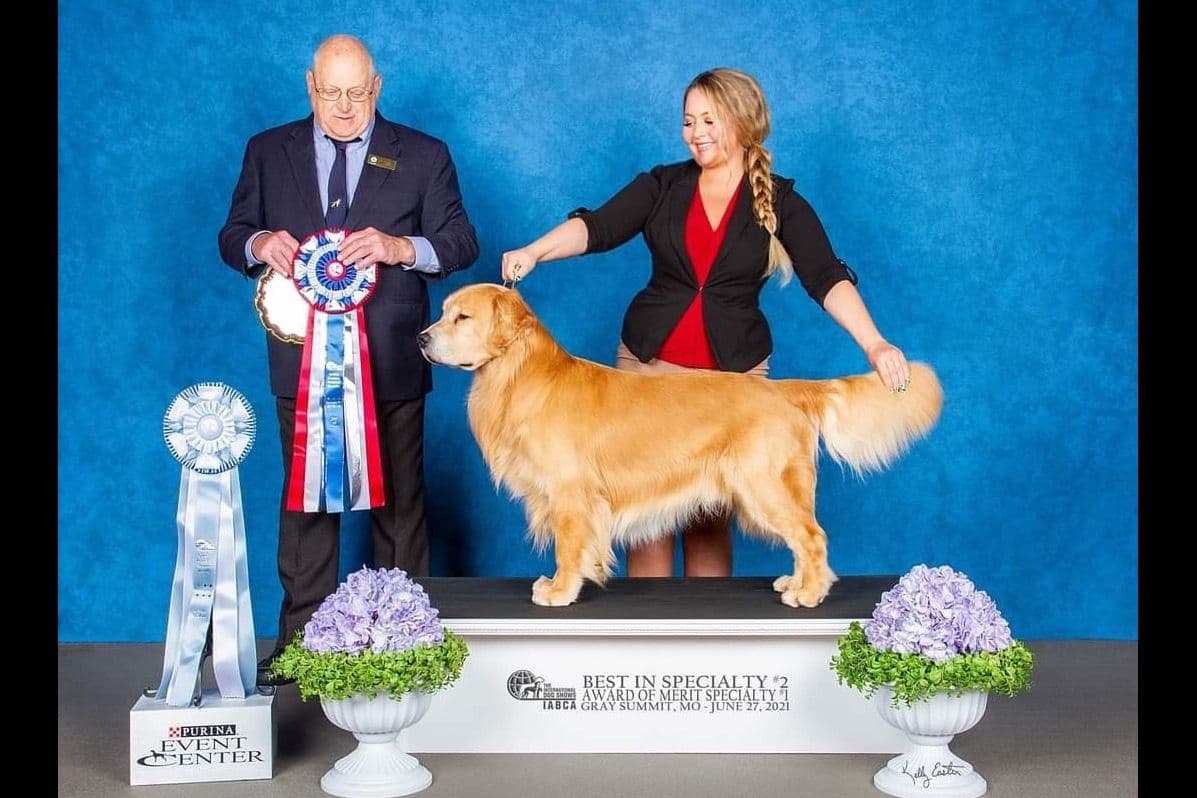 Quality Golden Retriever Puppies breeder image 1