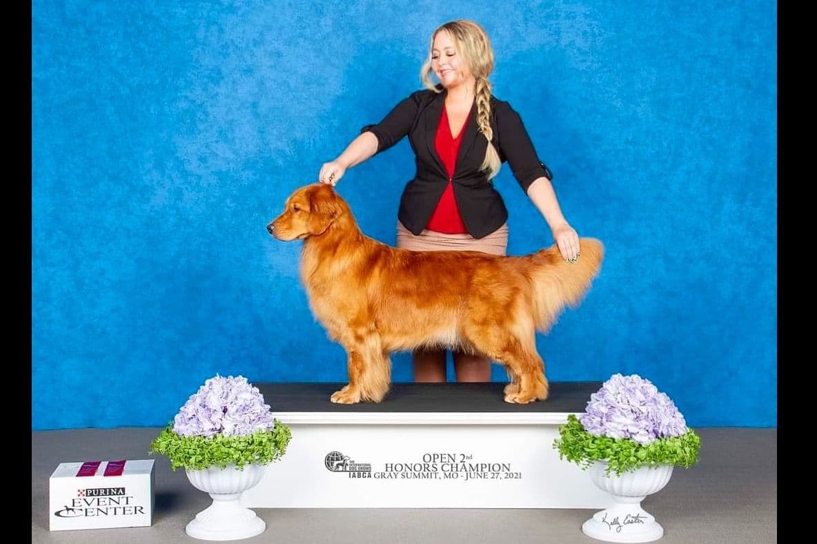 Quality Golden Retriever Puppies breeder image 14