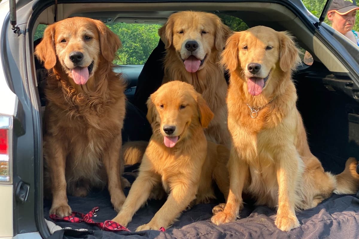 Quality Golden Retriever Puppies breeder image 61