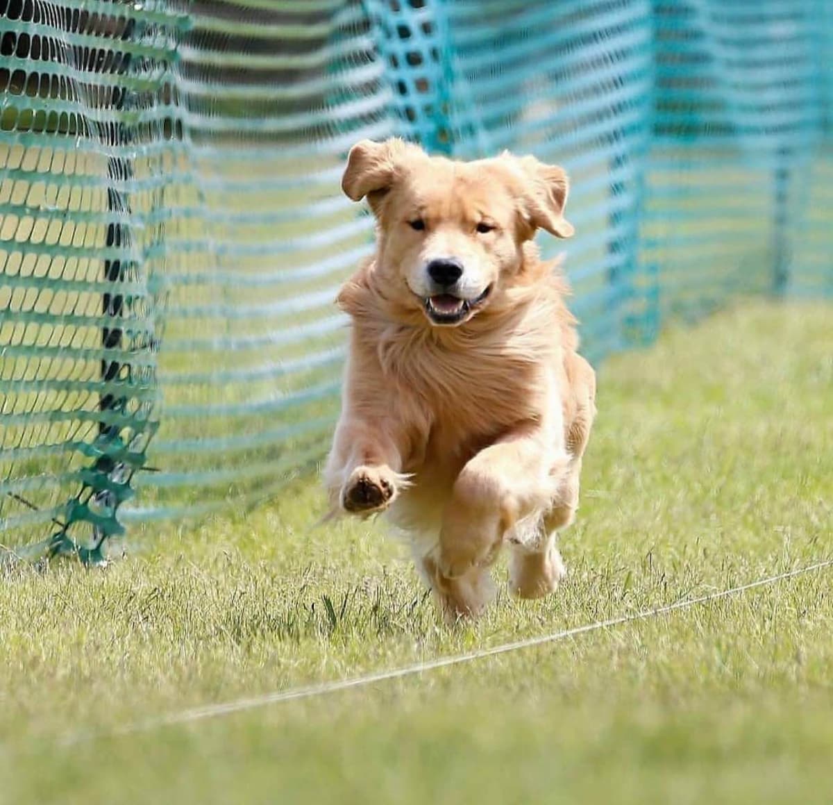 Quality Golden Retriever Puppies breeder image 63