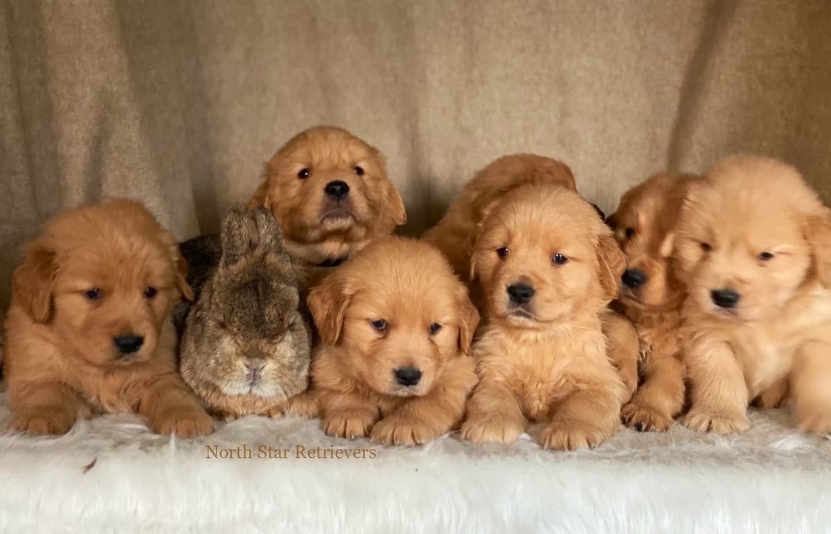 Quality Golden Retriever Puppies breeder image 65