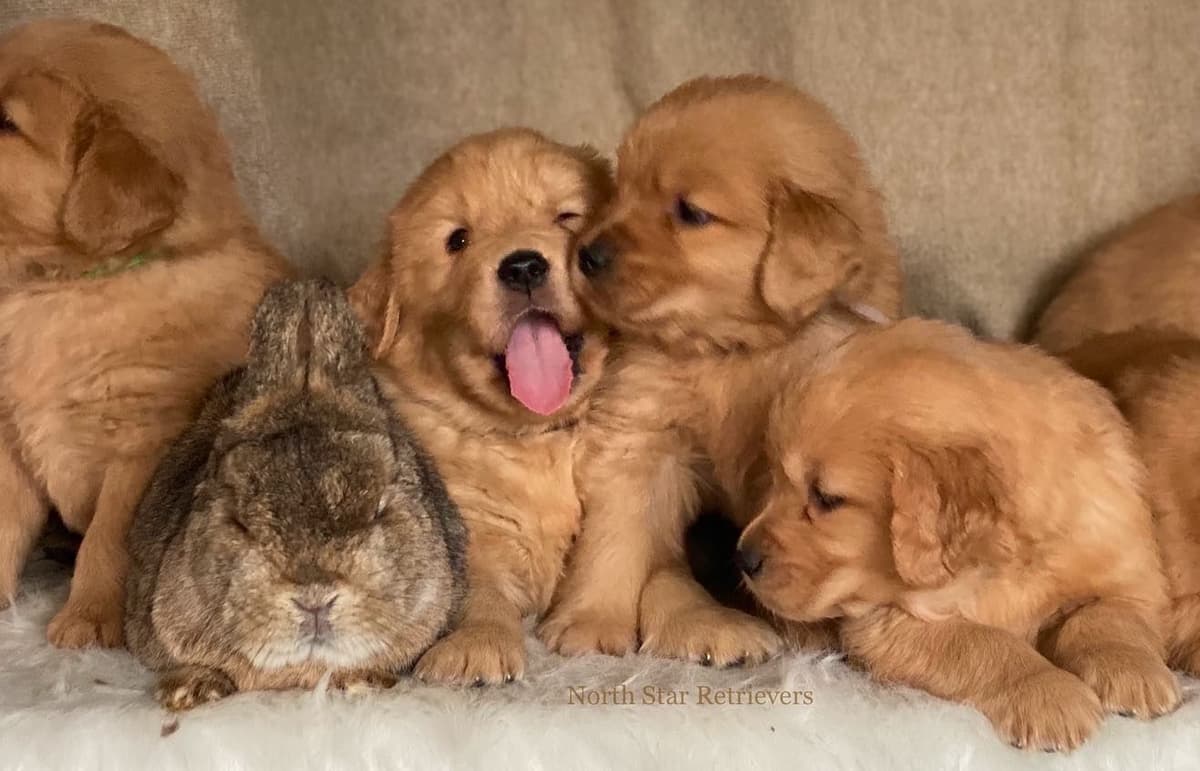 Quality Golden Retriever Puppies breeder image 64