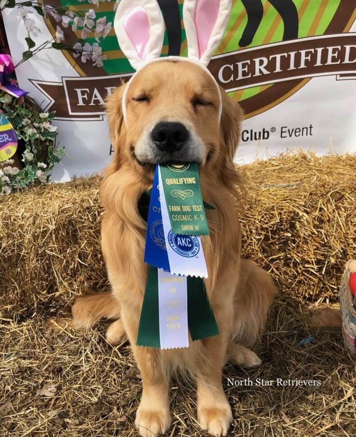 Quality Golden Retriever Puppies breeder image 68