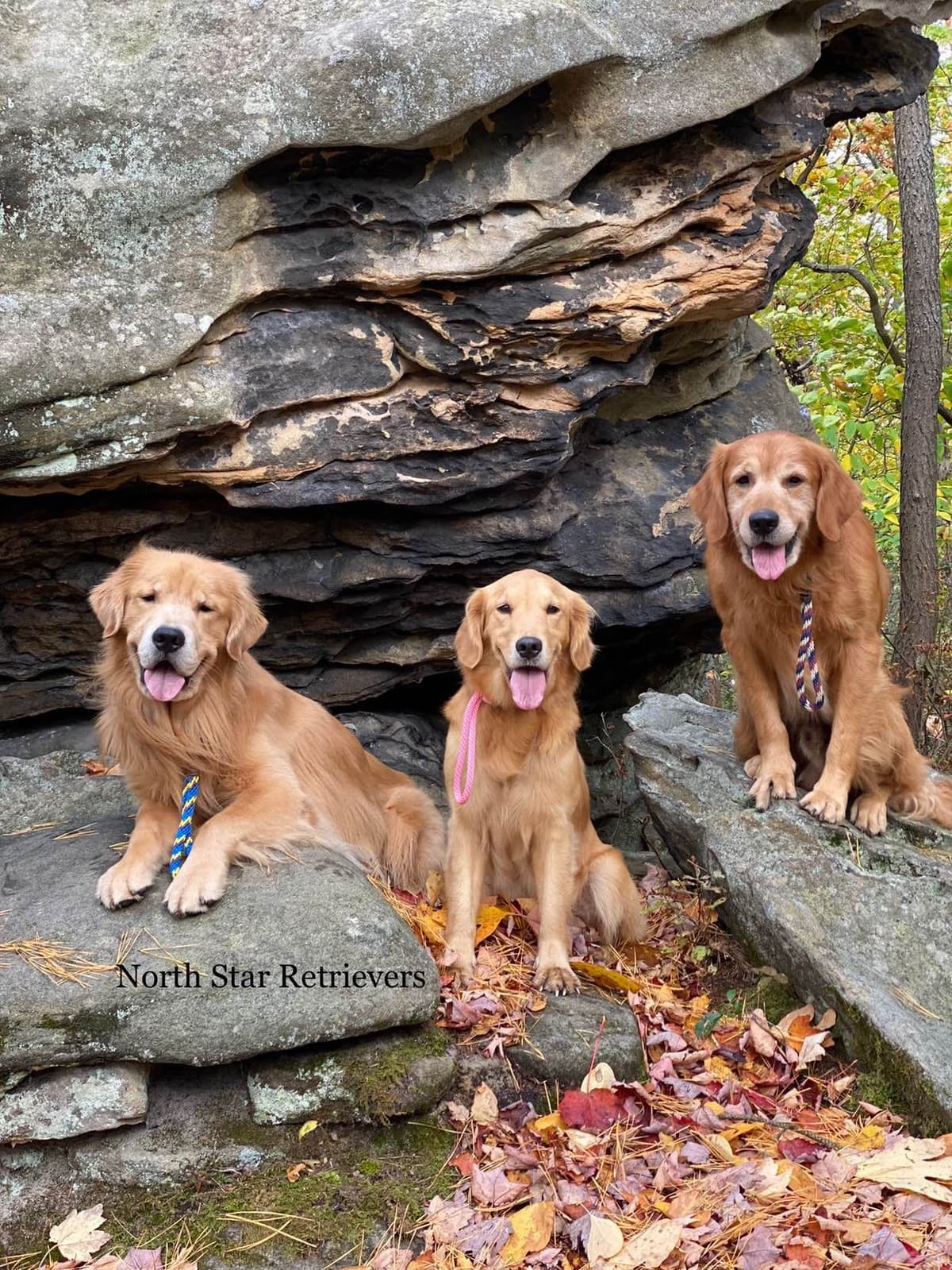 Quality Golden Retriever Puppies breeder image 69