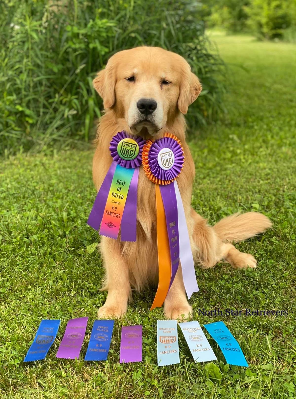 Quality Golden Retriever Puppies breeder image 71