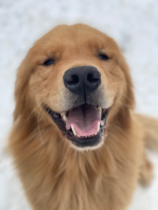 Quality Golden Retriever Puppies media 10