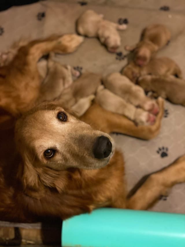 Quality Golden Retriever Puppies media 13