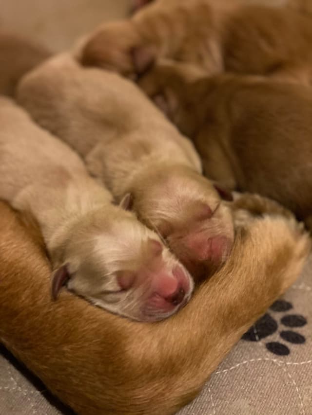 Quality Golden Retriever Puppies media 14