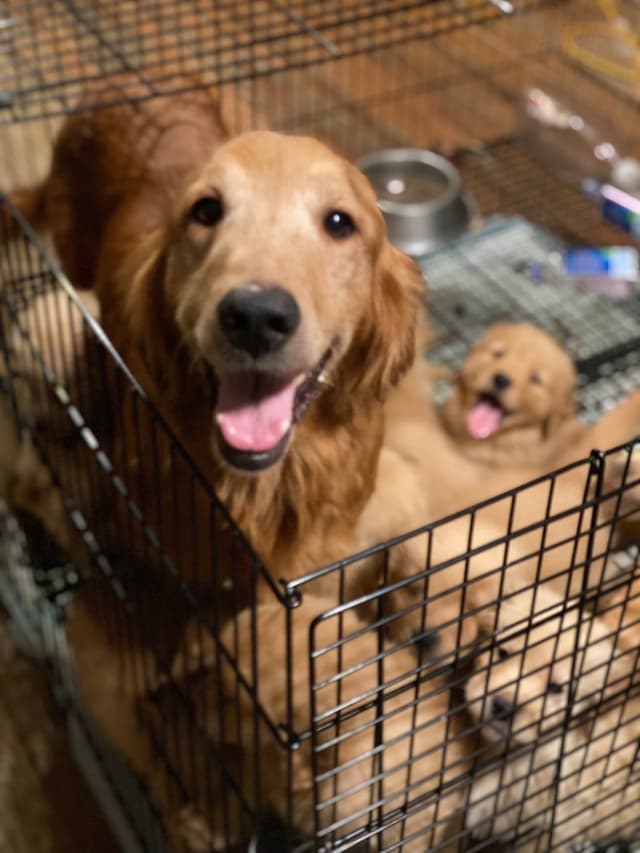 Quality Golden Retriever Puppies media 11