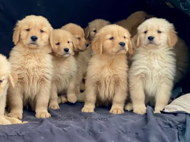 Quality Golden Retriever Puppies media 8
