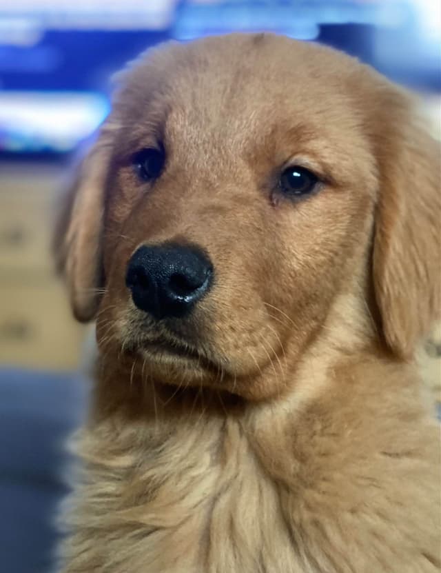 Quality Golden Retriever Puppies media 6