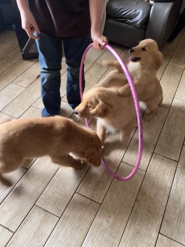 Quality Golden Retriever Puppies media 4