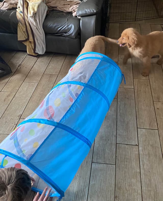 Quality Golden Retriever Puppies media 5