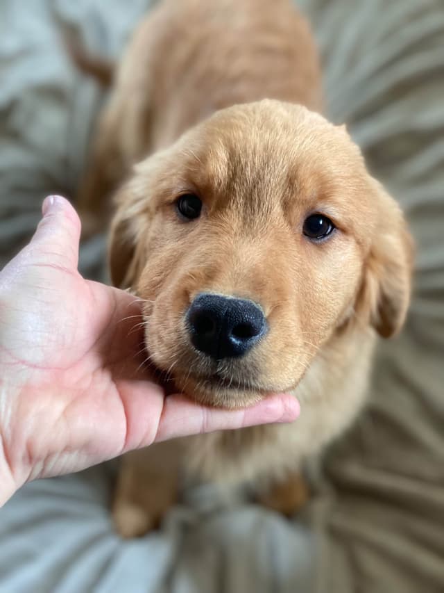 Quality Golden Retriever Puppies media 2