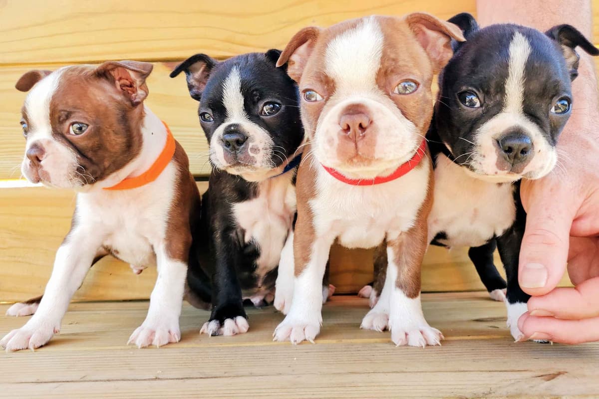 Boston Terrier Puppies breeder image 1