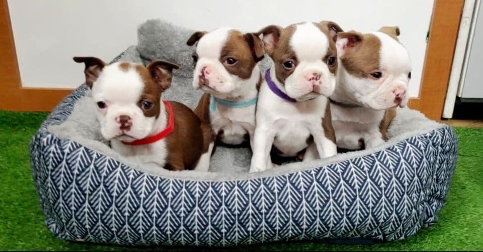 Boston Terrier Puppies breeder image 4